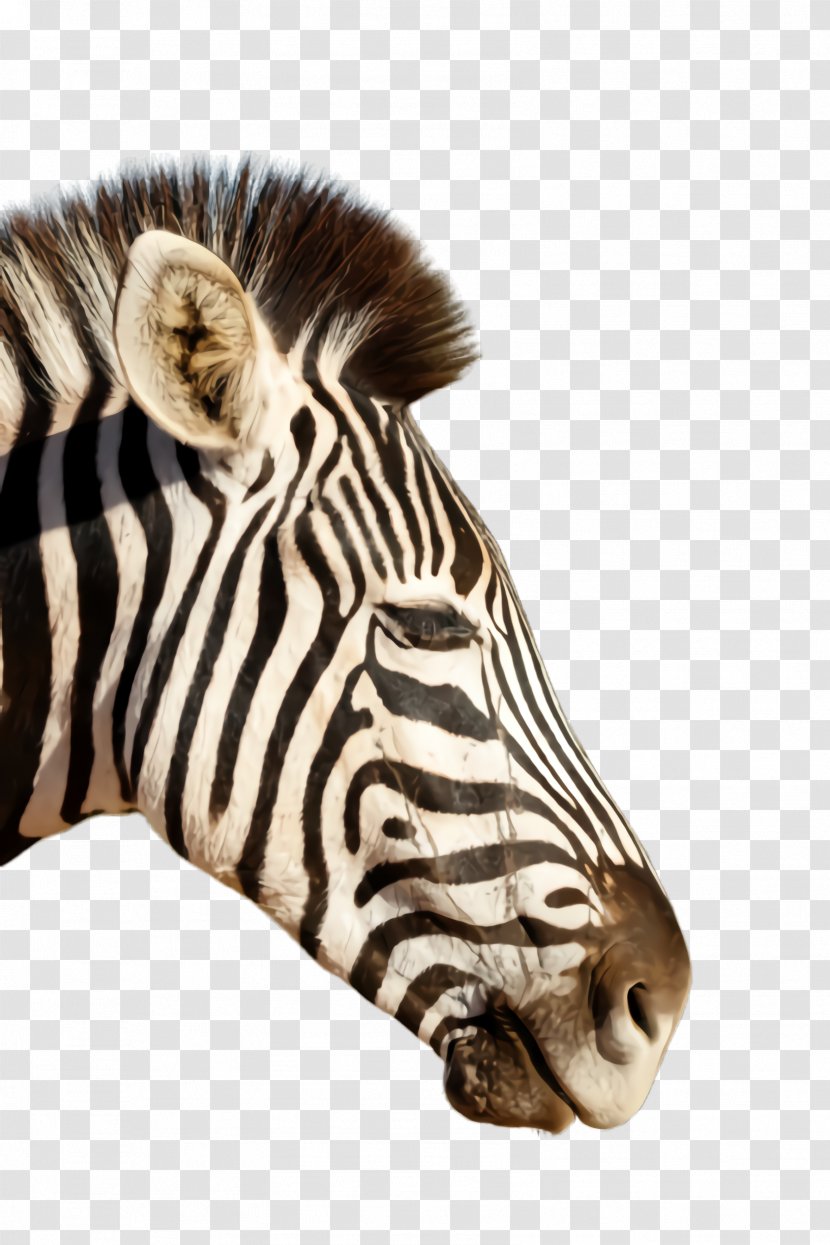 Zebra White Wildlife Terrestrial Animal Head - Fur - Figure Transparent PNG