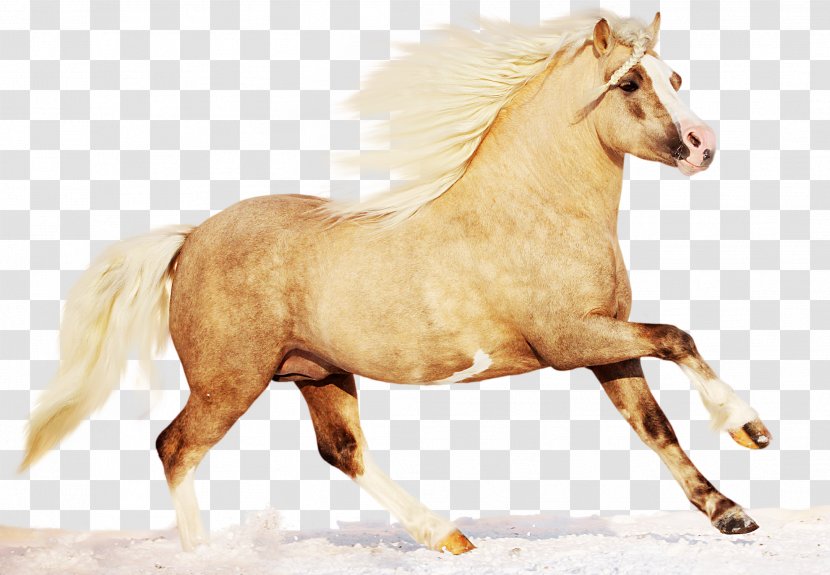 Welsh Mountain Pony And Cob Of Type - Mane - Pink Stallion Transparent PNG