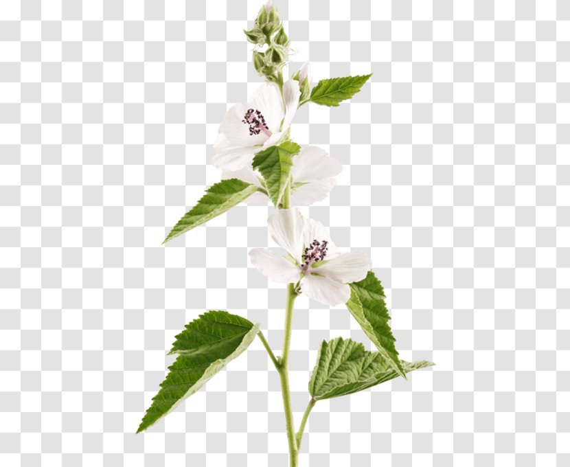 Holy Basil Marshmallow Creme Marsh Mallow Herb - Plant - Botanical Flower Illustration Transparent PNG