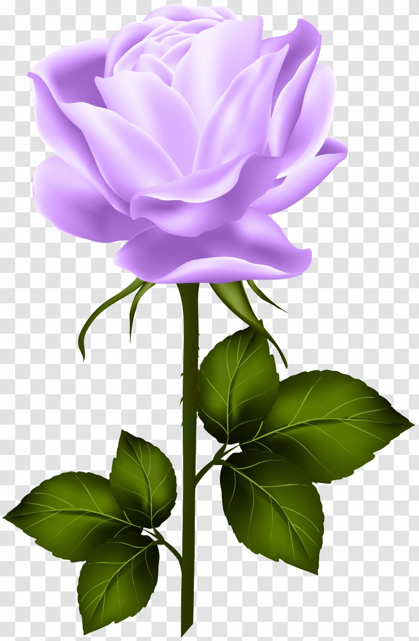Centifolia Roses Clip Art - Cut Flowers - Purple Rose With Stem Transparent PNG
