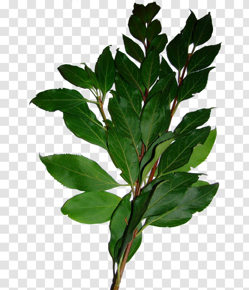 Bay Laurel Leaf Tree Shrub - Wreath - Oil Green Leaves Transparent PNG