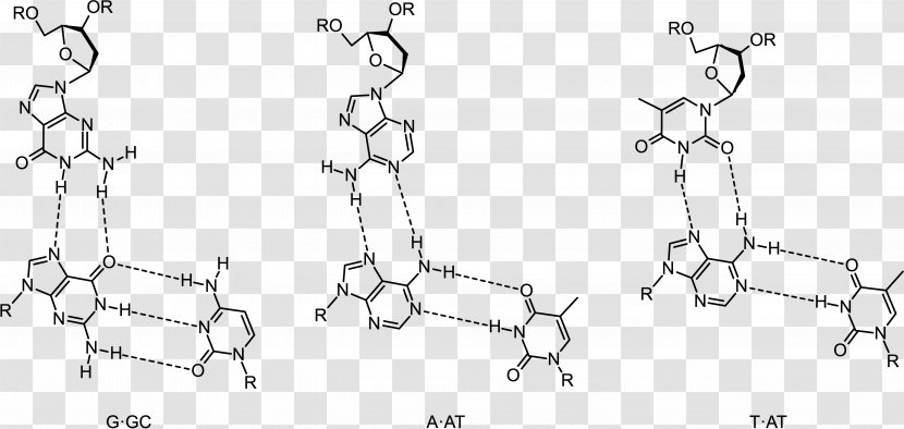 Triple-stranded DNA Oligonucleotide RNA Base Pair - Tree - Antihelix Transparent PNG