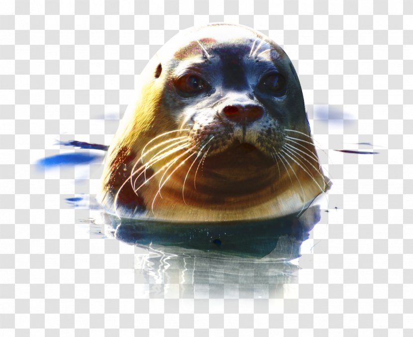 Otter Cartoon - Steller Sea Lion - Beaver Giant Transparent PNG