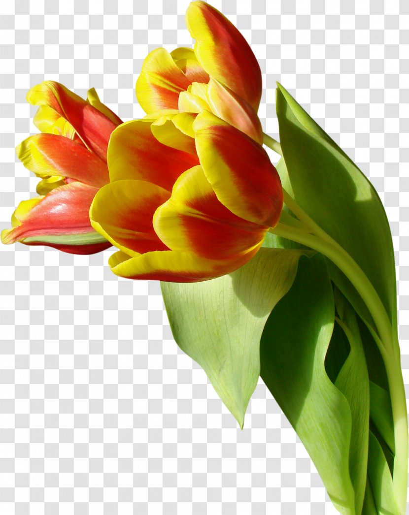 Tulip Flower - Arranging - Vase Transparent PNG