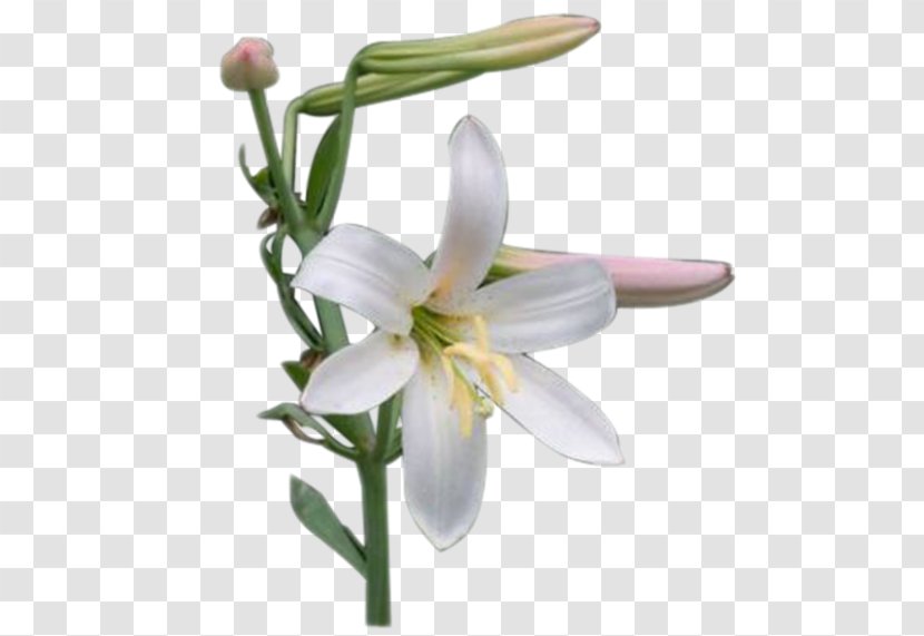 Snowdrop Plant Stem Lily M Transparent PNG