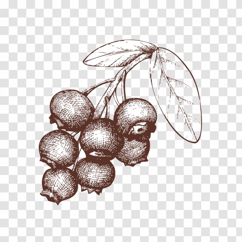 Berry Tart Drawing Illustration - Illustrator - Sketch Of Blueberries Transparent PNG