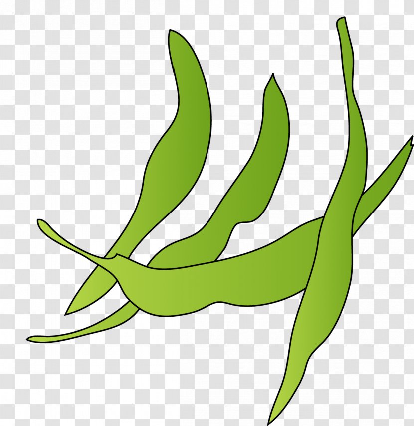Leaf Vegetable Keyword Tool Horticulture Clip Art - Organism Transparent PNG