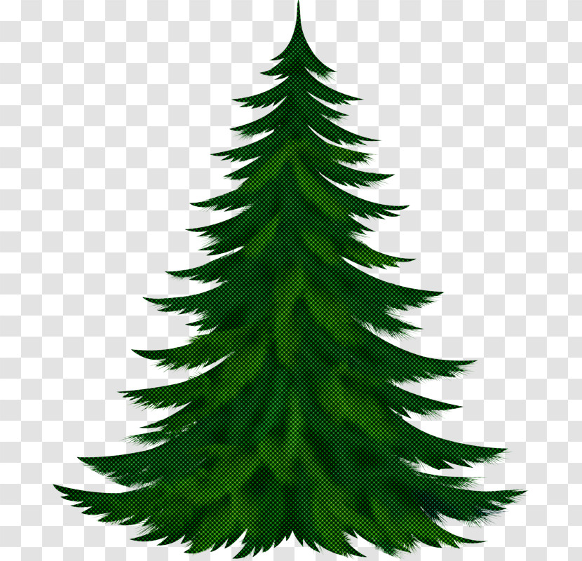Shortleaf Black Spruce Yellow Fir Oregon Pine White Pine Balsam Fir Transparent PNG
