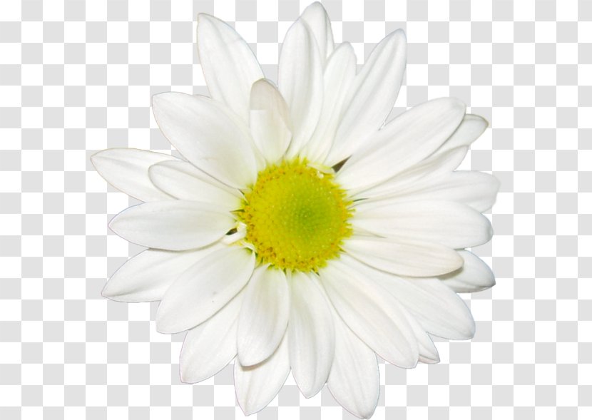 Common Daisy Flower Stock Photography Floral Design Oxeye - Yellow Transparent PNG