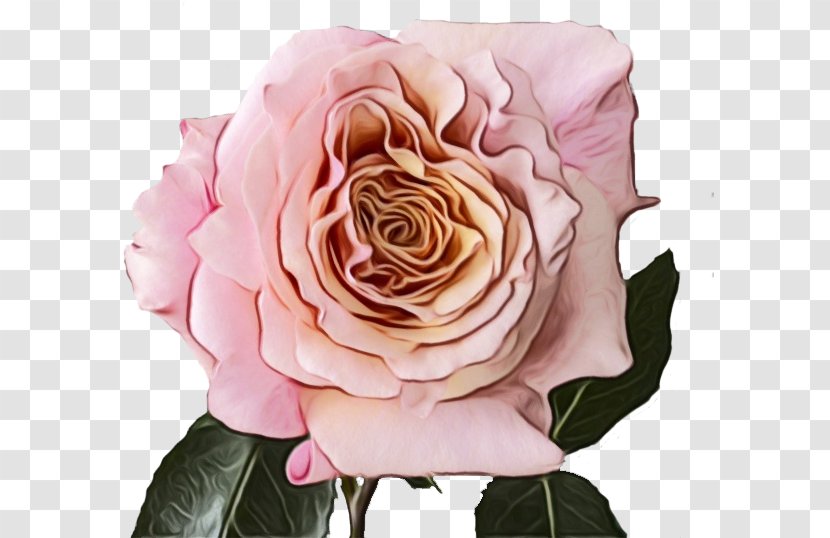 Pink Flowers Background - Floristry - Artificial Flower Transparent PNG