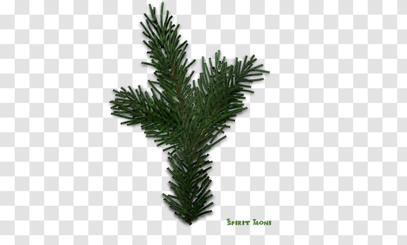 Spruce Fir Christmas Pine - Taxus Baccata - Branch Transparent PNG