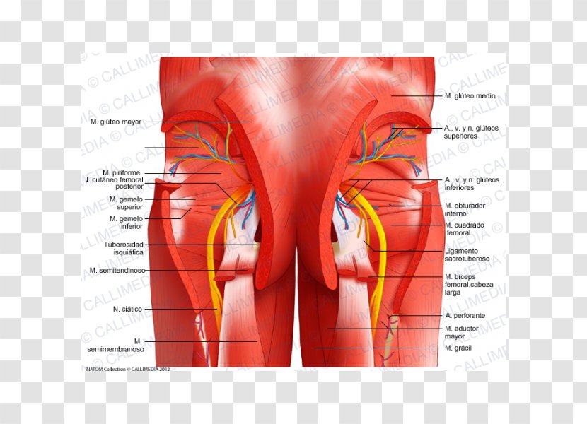 Pelvis Gastrocnemius Muscle Muscular System Rectus Abdominis - Tree - Top View Furniture Transparent PNG