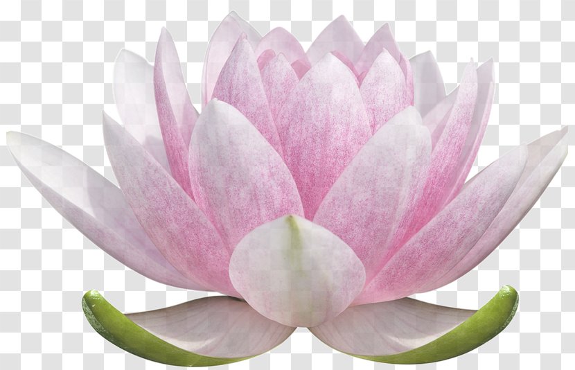 Lotus - Plant - Water Lily Transparent PNG