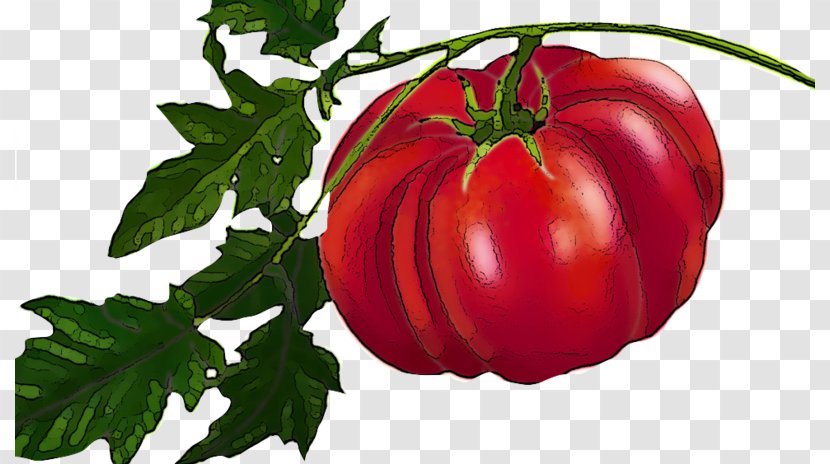 Plum Tomato Heirloom Bush Food - Plants Transparent PNG