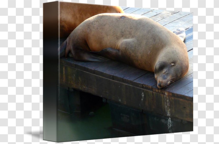 Sea Lion Snout Transparent PNG