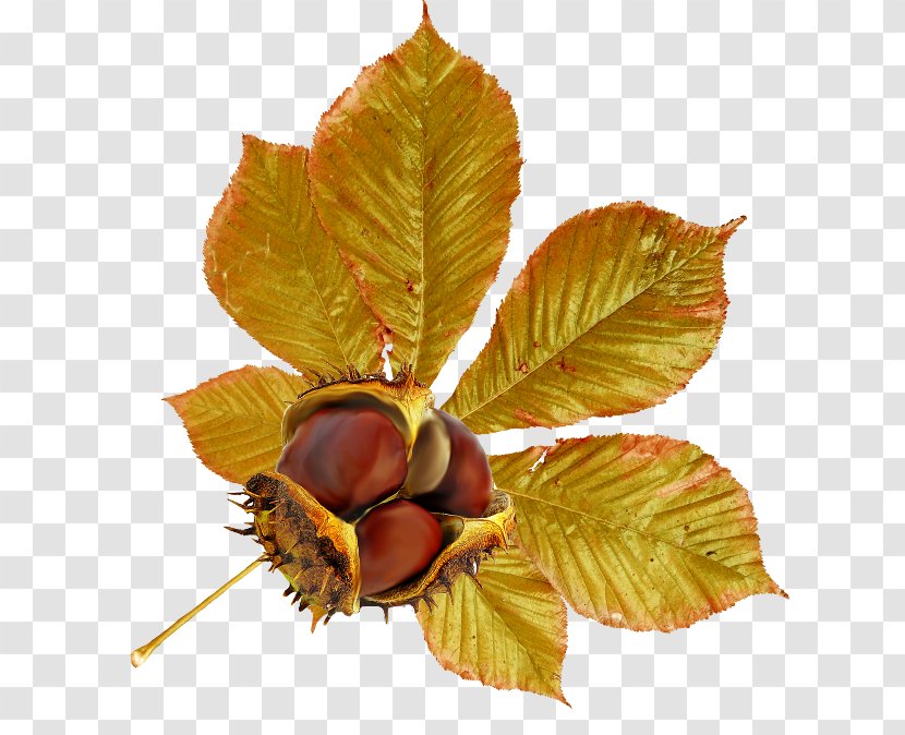 Leaf Chestnut Fruit Autumn Acorn - Deciduous Transparent PNG