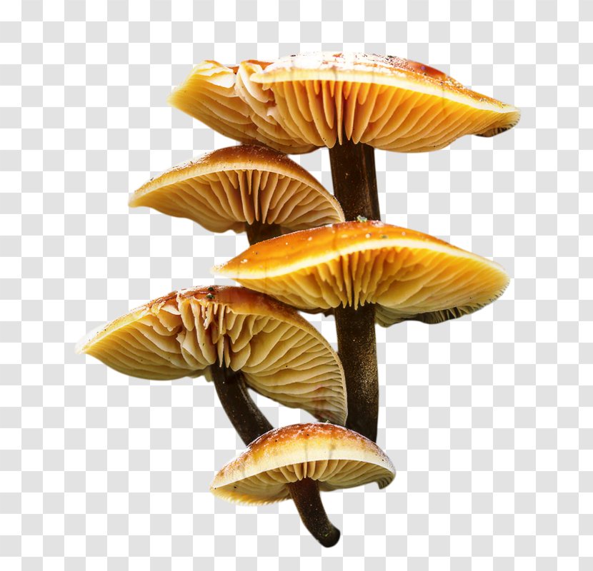Edible Mushroom - Bolete - Agaricomycetes Transparent PNG