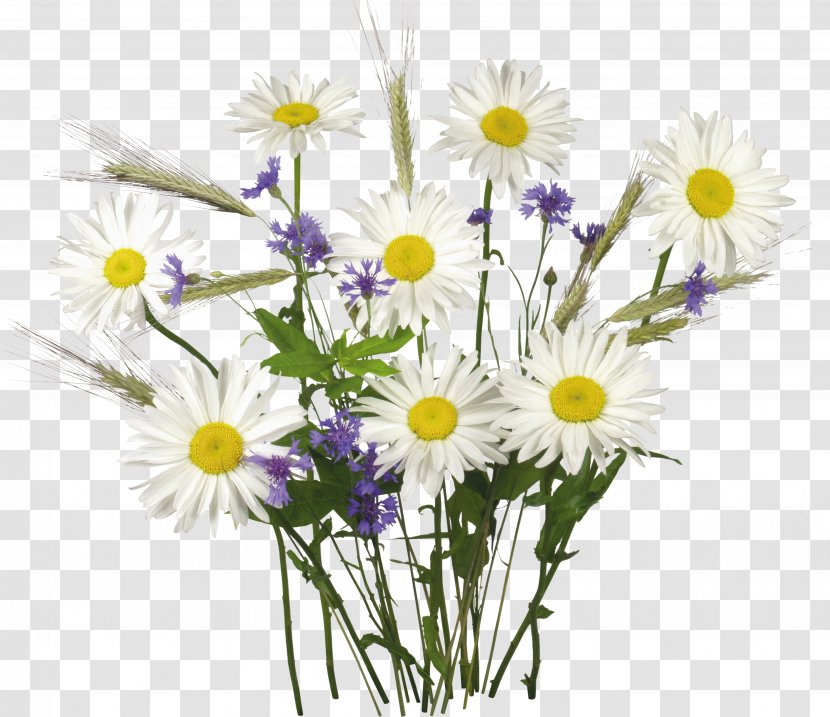 Common Daisy Oxeye Chamomile Flower Transparent PNG