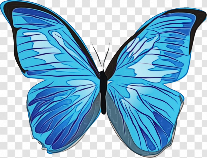 Butterflies Menelaus Blue Morpho Insects Blue Morpho Icon Transparent PNG