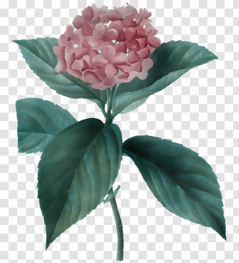 Rose Transparent PNG