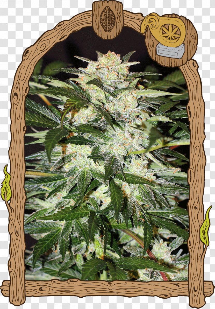 Autoflowering Cannabis Seed Bank Skunk Transparent PNG