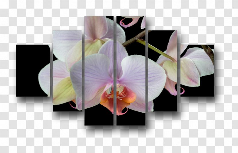 Moth Orchids - Orchid - Design Transparent PNG