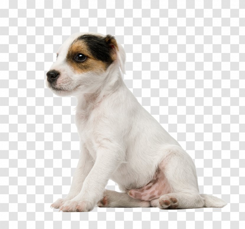 Jack Russell Terrier Puppy Parson Miniature Fox American Bulldog - Bo - Cute Dog Transparent PNG