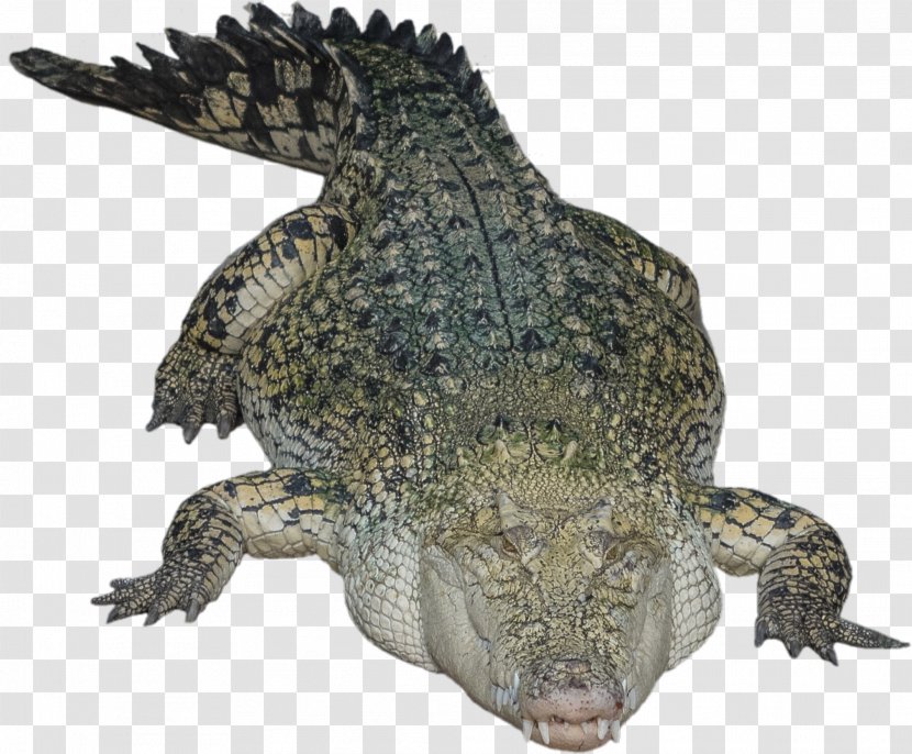 Crocodile Reptile - Chinese Alligator Transparent PNG