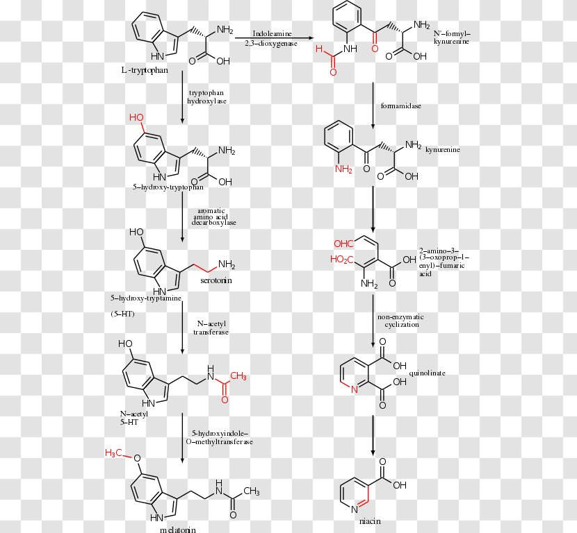 Tryptophan Hydroxylase Serotonin Melatonin Amino Acid Transparent PNG
