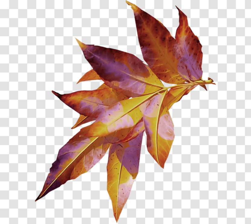 Leaf Clip Art Image Autumn Leaves - Digital Transparent PNG