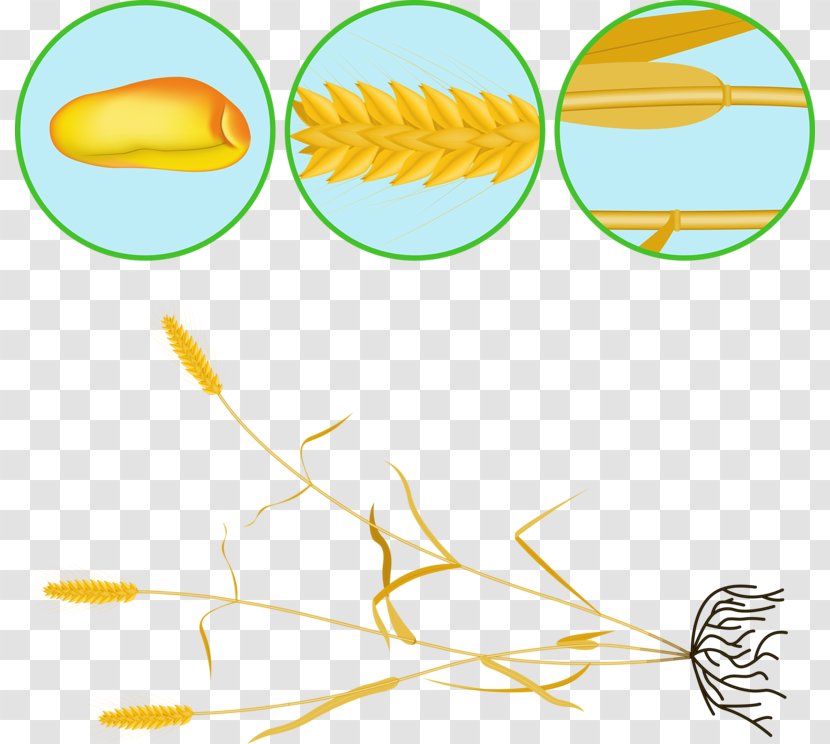 Albom Photography Clip Art - Artwork - Hand-painted Wheat Transparent PNG