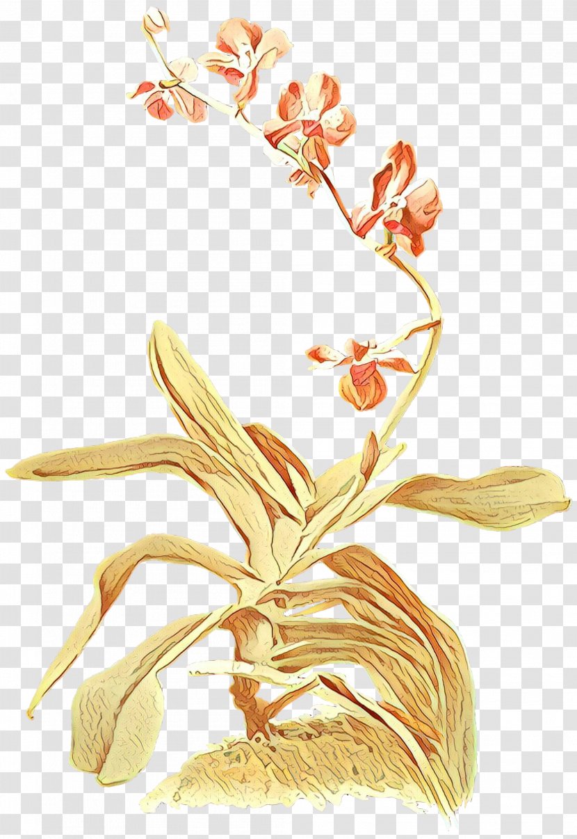 Flowering Plant Flower Orchid Terrestrial - Moth - Cattleya Stem Transparent PNG