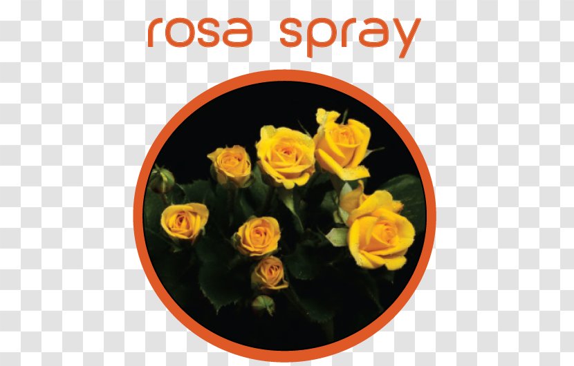 Garden Roses Floristry Cut Flowers - Rose Family Transparent PNG