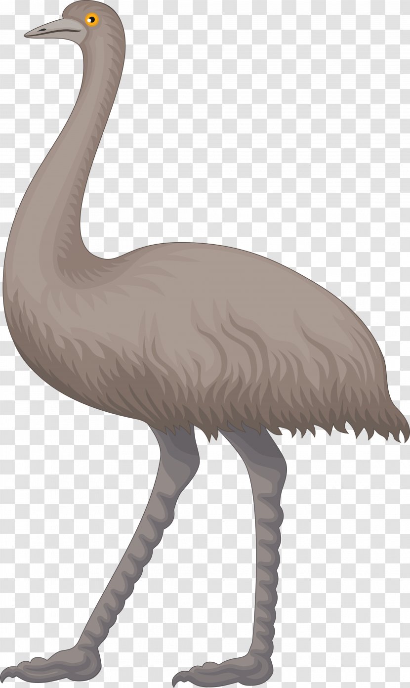 Common Ostrich Emu Clip Art - Dromaius - Crying Turkey Transparent PNG