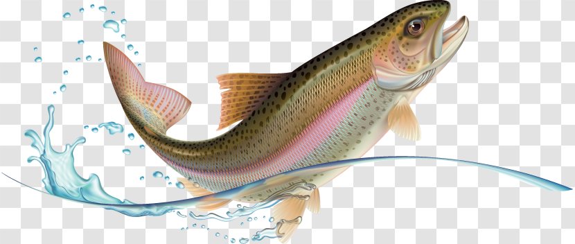 Rainbow Trout Stock Photography - Fishing - Cod Transparent PNG