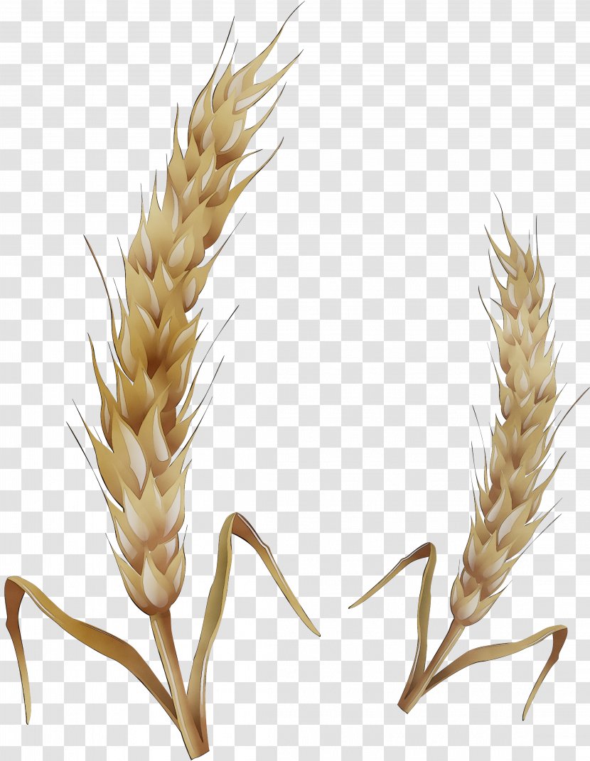 Emmer Spelt Einkorn Wheat Triticale Grain - Semolina Transparent PNG