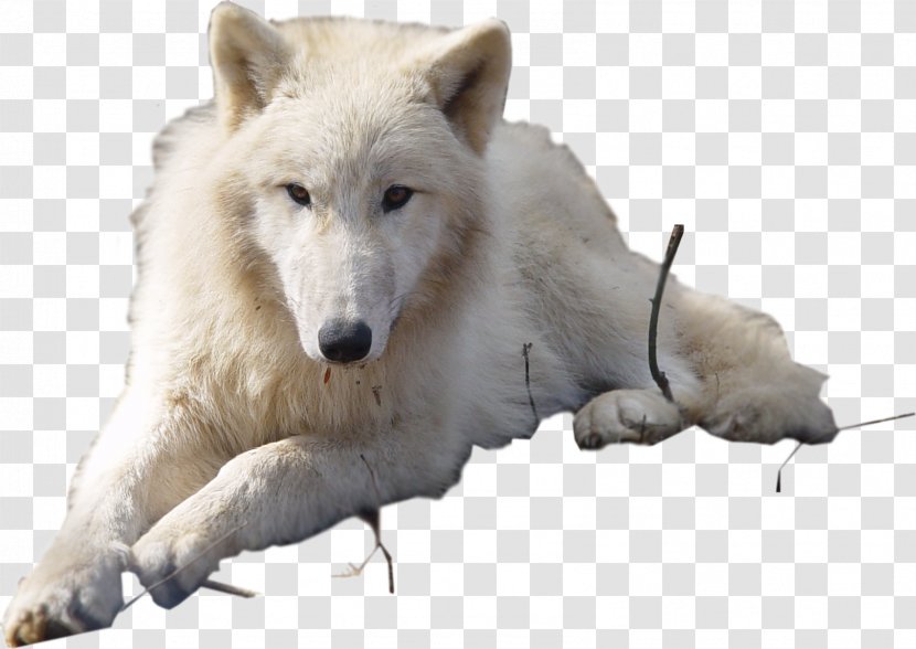 Dog Arctic Wolf Puppy Fox - Lynx Transparent PNG