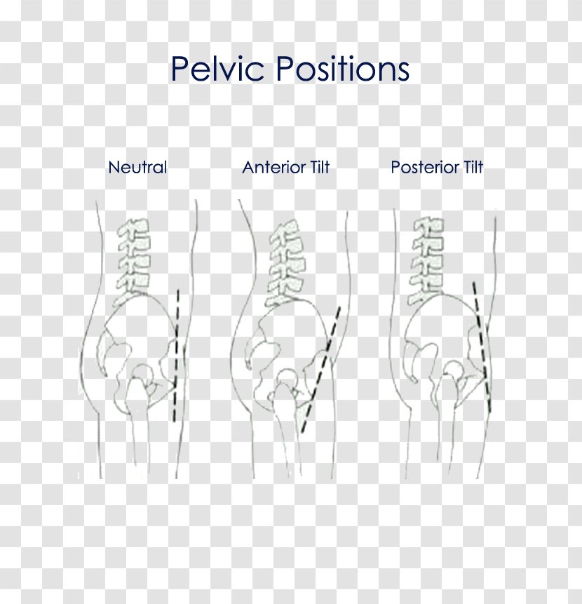 /m/02csf Finger Drawing Bone - Silhouette - Pelvis Transparent PNG