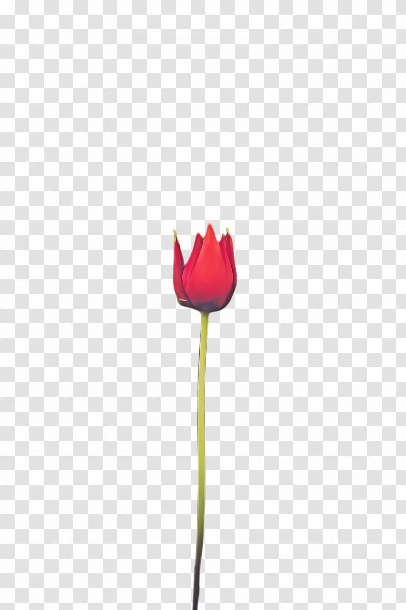 Pink Flower Cartoon - Petal - Coquelicot Lily Family Transparent PNG