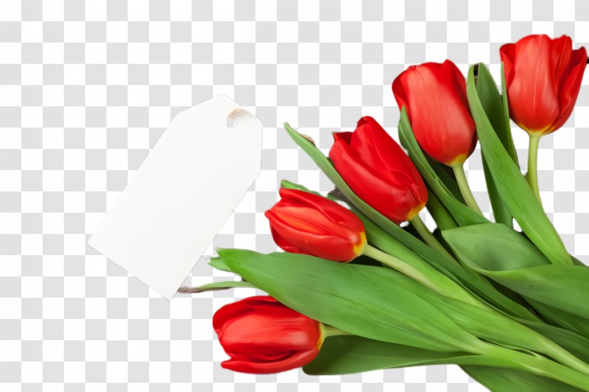 Tulip Flower Cut Flowers Petal Red - Plant - Bouquet Lily Family Transparent PNG