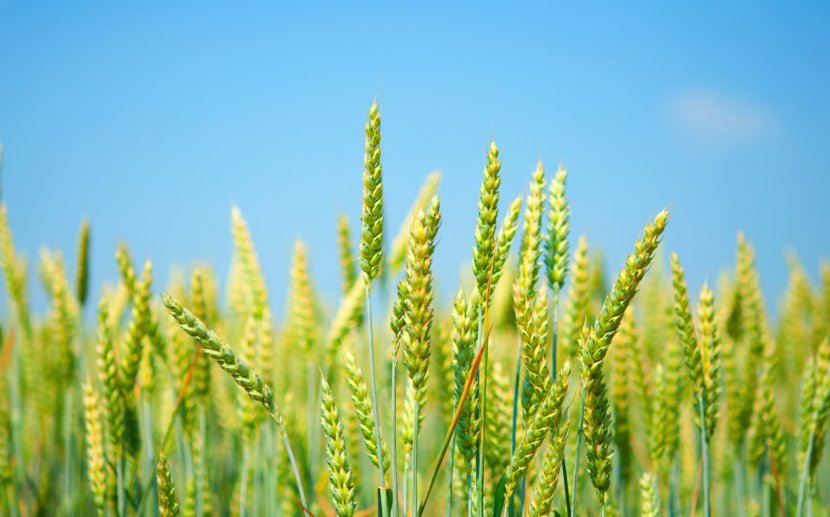 Common Wheat Desktop Wallpaper Fields Cereal Wheatgrass - Commodity Transparent PNG