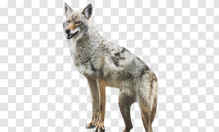 Coyote Dog Red Fox Duck Goose - Fur - Hung Clipart Transparent PNG