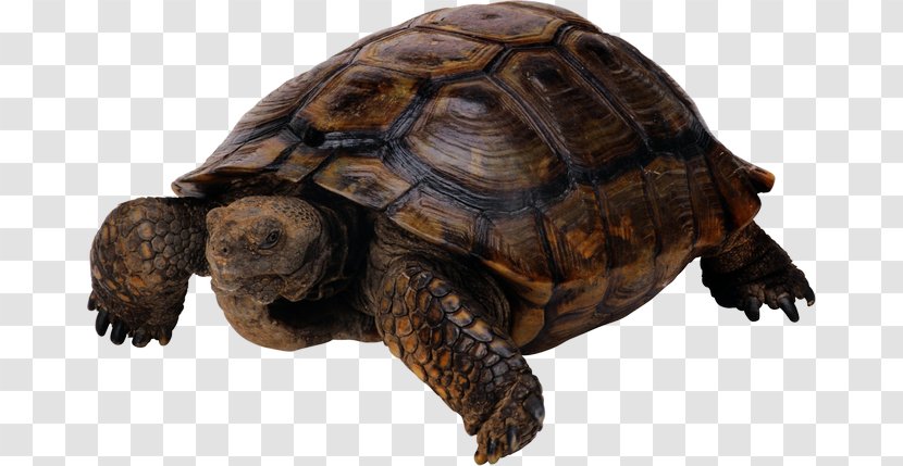 Pig-nosed Turtle Shell - Terrestrial Animal Transparent PNG