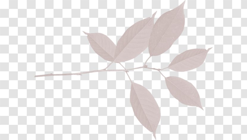 Leaf Petal Plant Stem - Branch Transparent PNG