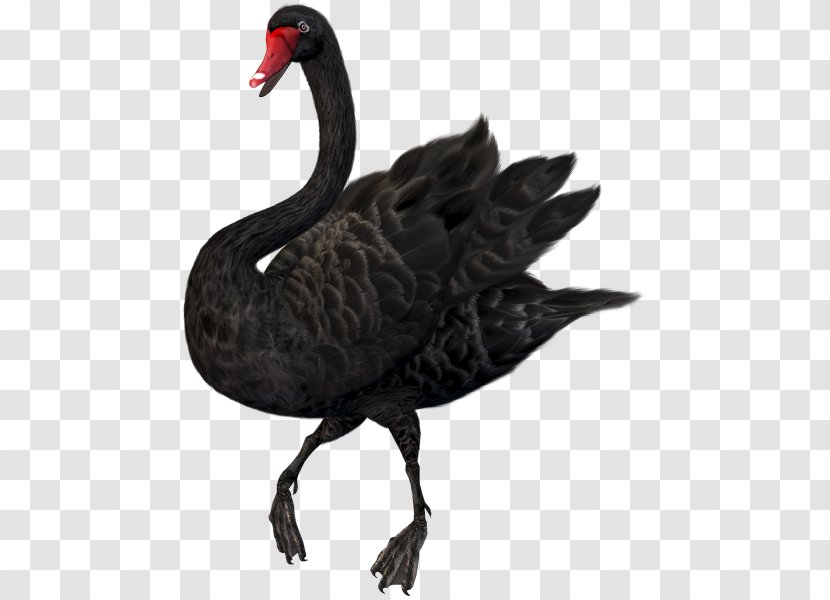 Mute Swan Black Clip Art - Blacknecked Transparent PNG