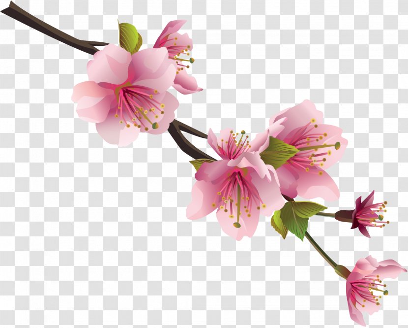 Flower Clip Art - Branch - Spring Transparent PNG