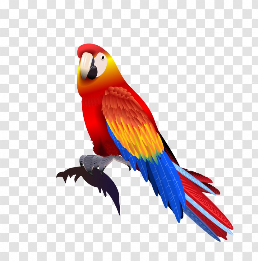 Parrot Macaw - Wing Transparent PNG