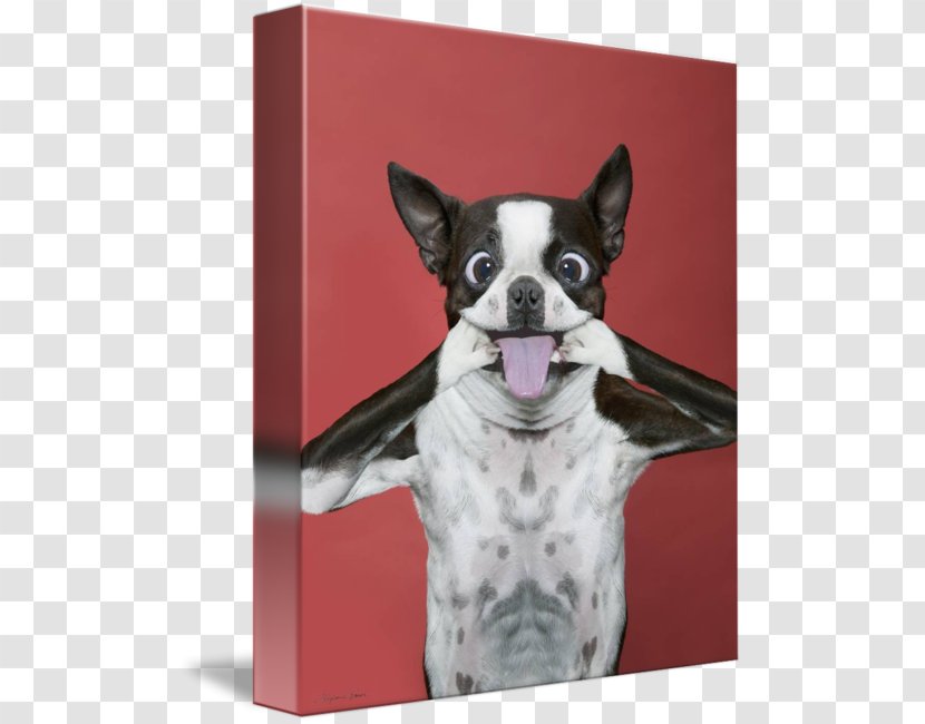 Shar Pei Puppy Dad Joke Boston Terrier Art Dog Transparent PNG
