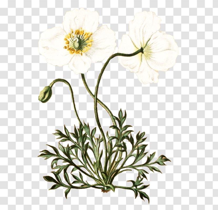 Botanical Illustration Botany Flower - Chrysanths Transparent PNG
