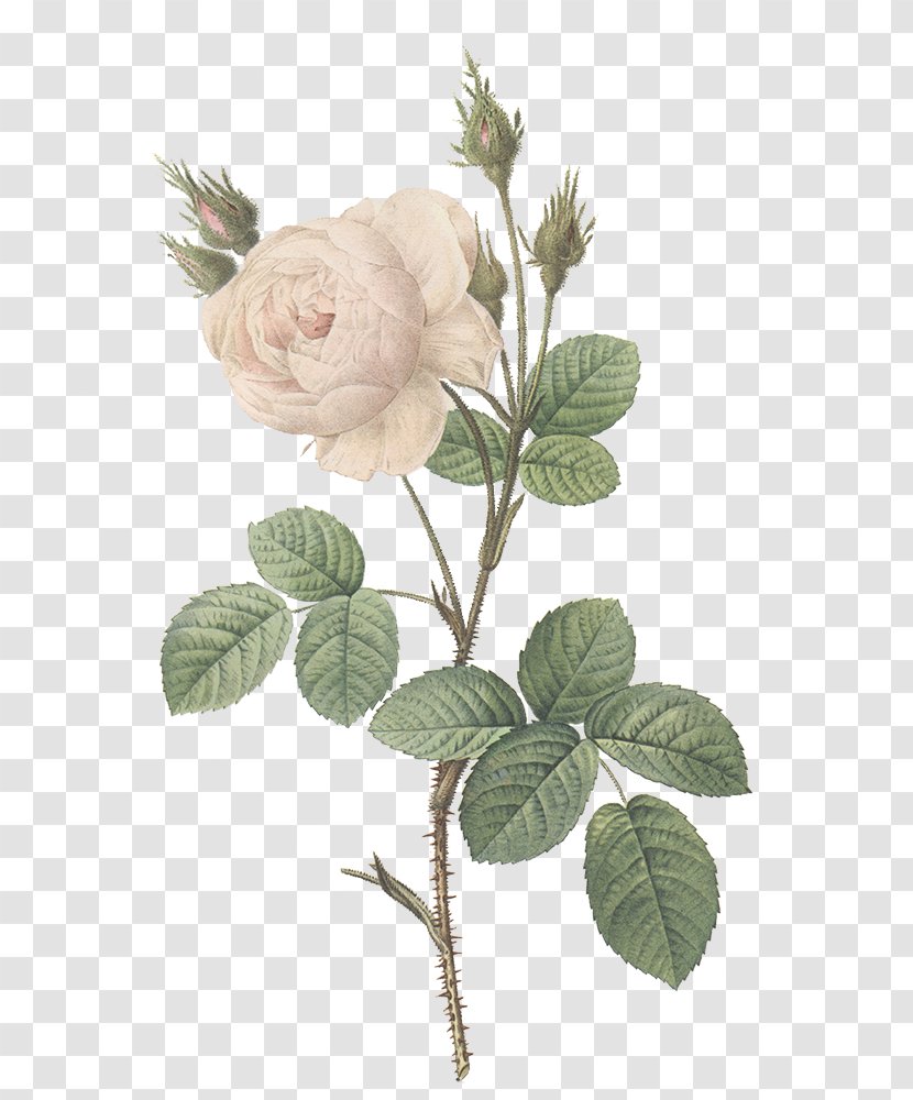 Clip Art - Rose Order - Getting Engaged Transparent PNG